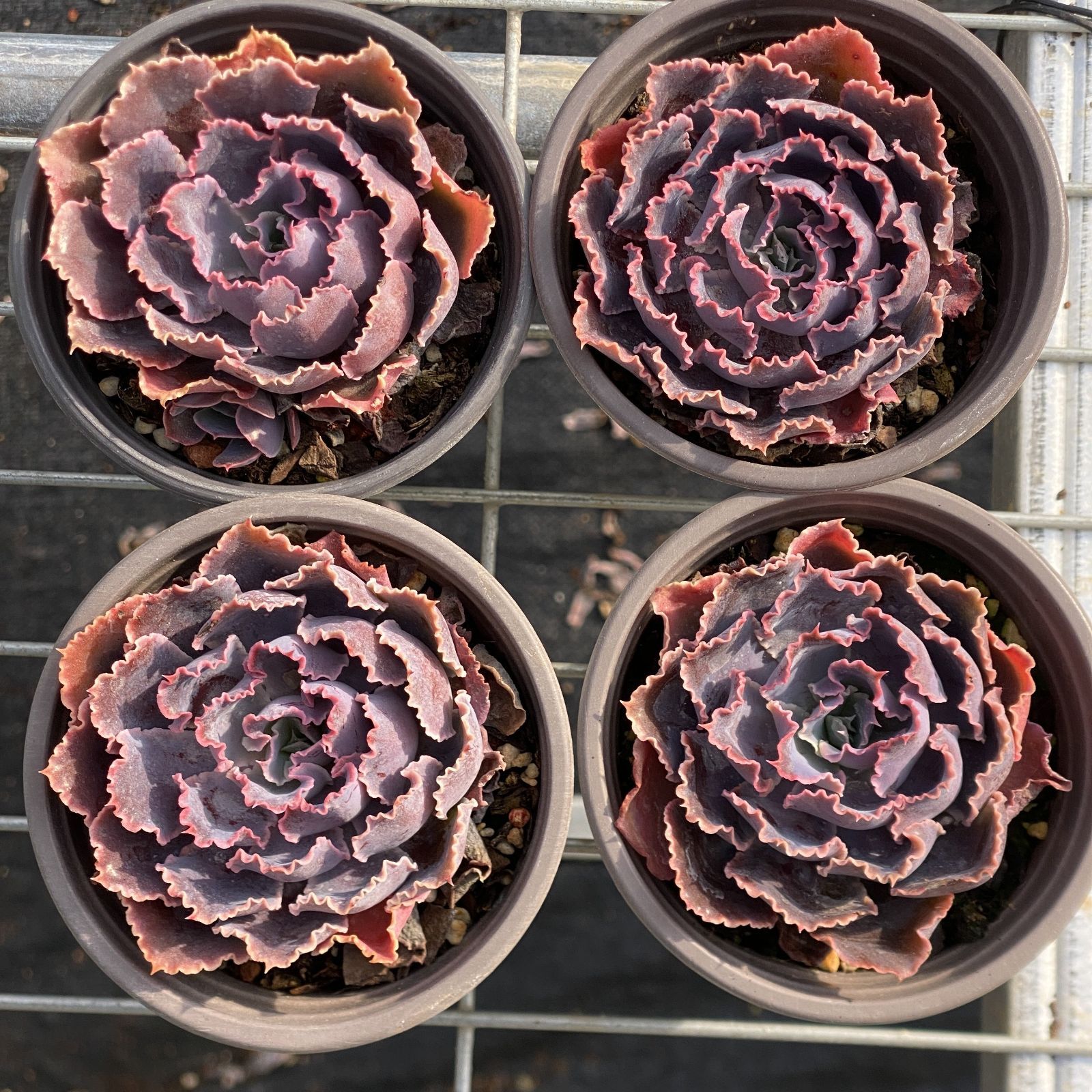 エケベリア 6種 ツヤツヤバキバキセット 抜き苗 多肉植物 新入荷 10株