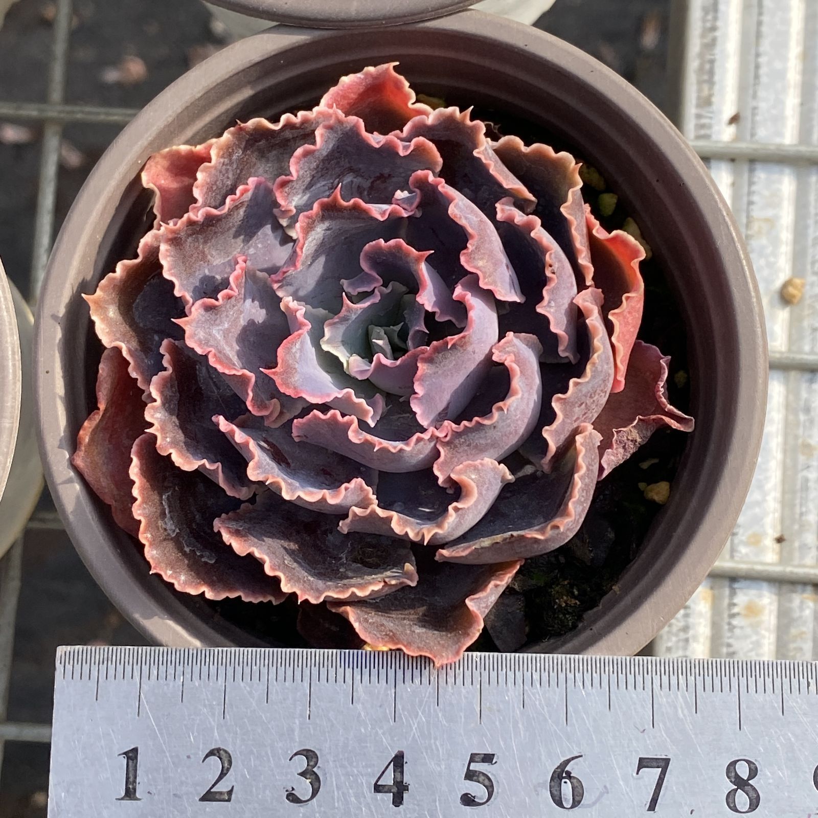 新入荷 10株の抜き苗セット バンカ 多肉植物 佐川急便発送 エケベリア