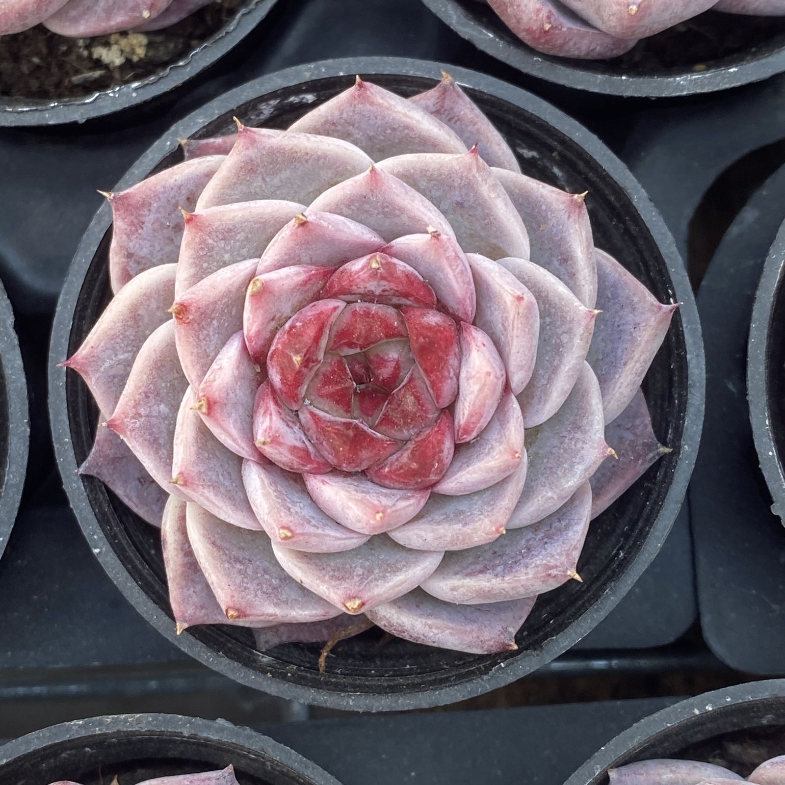 新入荷 10株の抜き苗セット ピンクベルベット 多肉植物 佐川急便発送