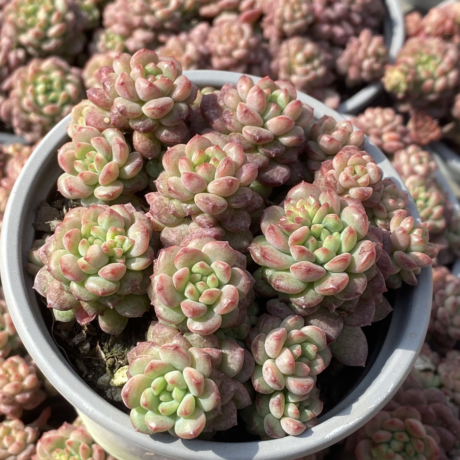 新入荷 10株の抜き苗セット ストロベリームース 多肉植物 佐川急便発送