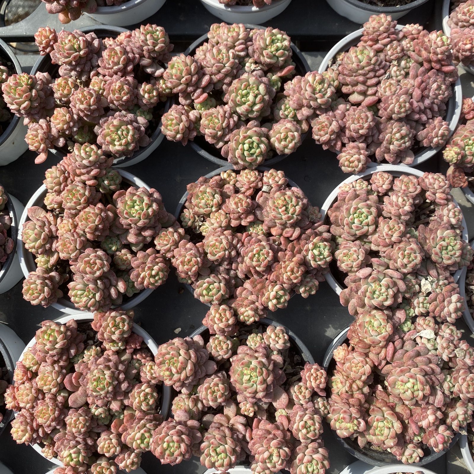 新入荷 10株の抜き苗セット ストロベリームース 多肉植物 佐川急便発送
