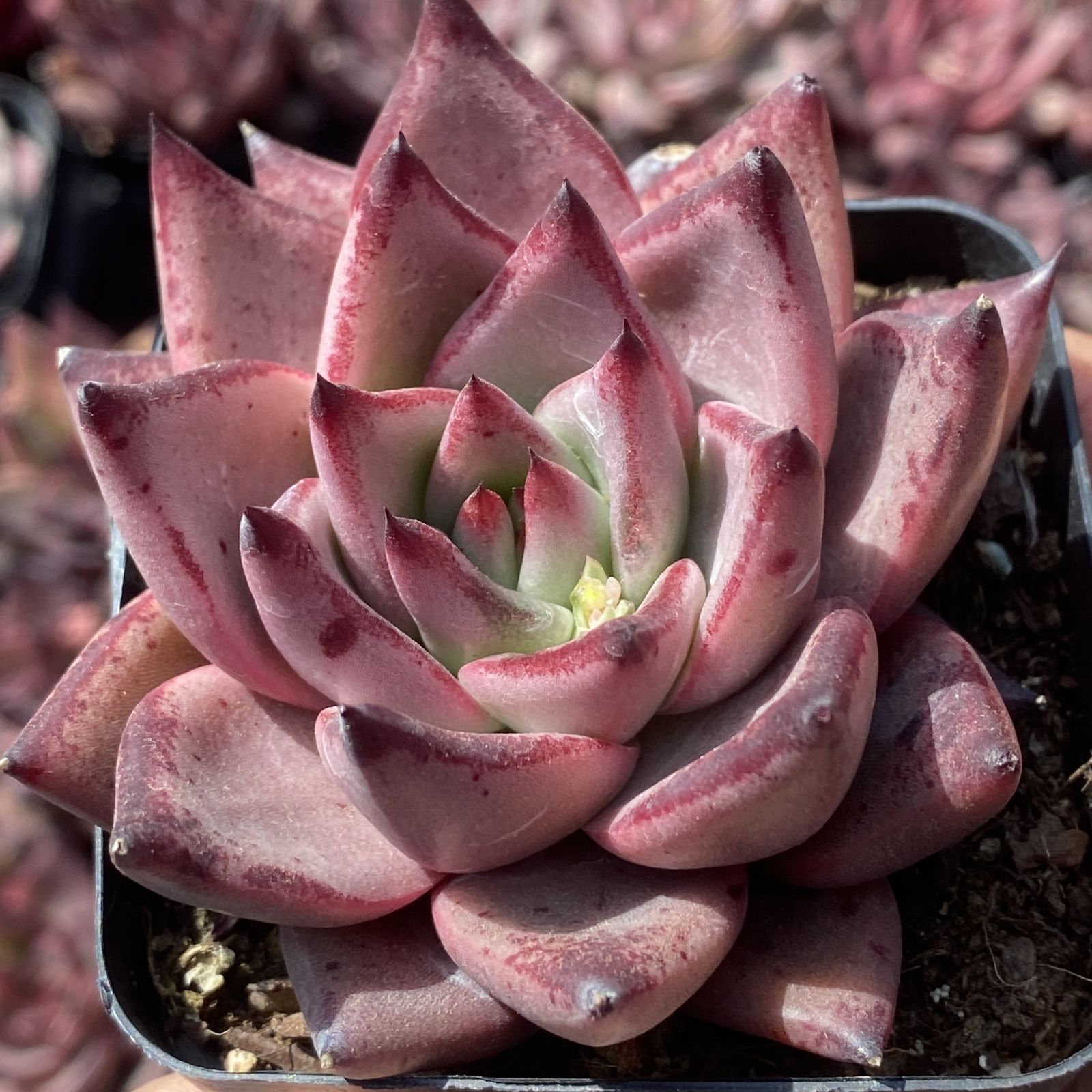 新入荷 10株の抜き苗セット ロミオ 多肉植物 佐川急便発送 エケベリア