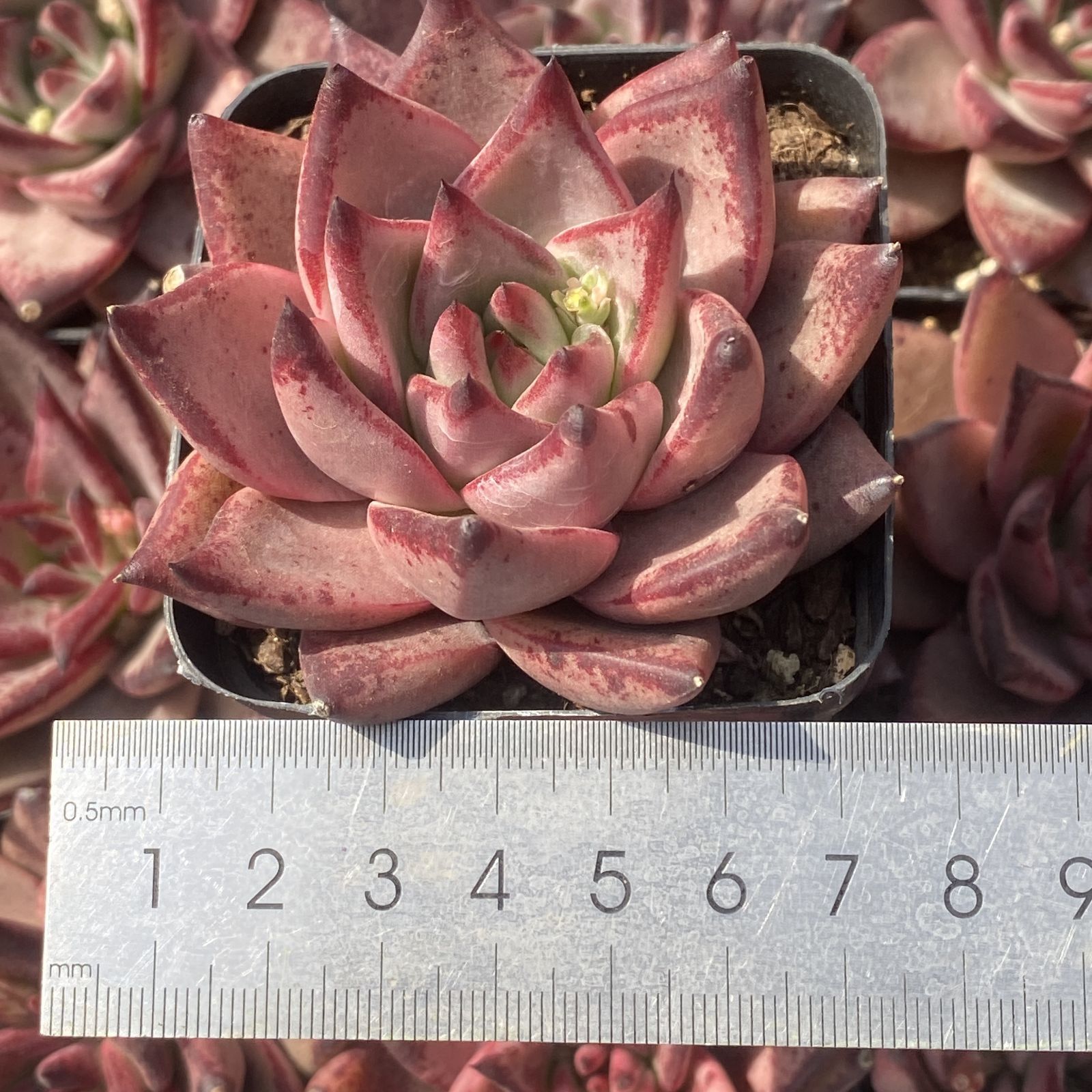 新入荷 10株の抜き苗セット ロミオ 多肉植物 佐川急便発送 エケベリア