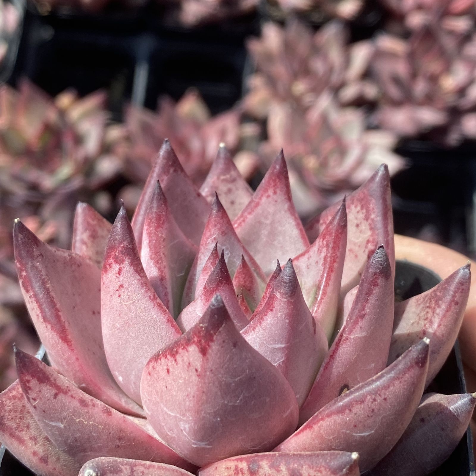 新入荷 10株の抜き苗セット ロミオ 多肉植物 佐川急便発送 エケベリア
