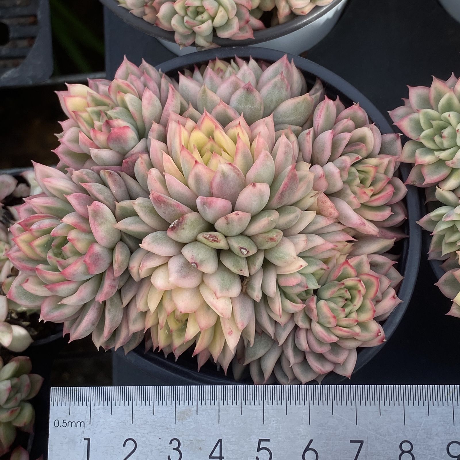新入荷 10株の抜き苗セット メヒナニシキ 多肉植物 佐川急便発送