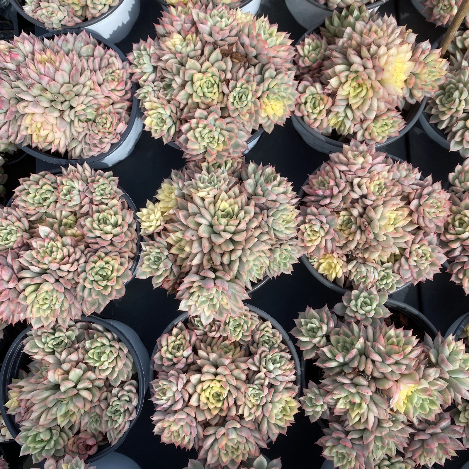 新入荷 10株の抜き苗セット メヒナニシキ 多肉植物 佐川急便発送