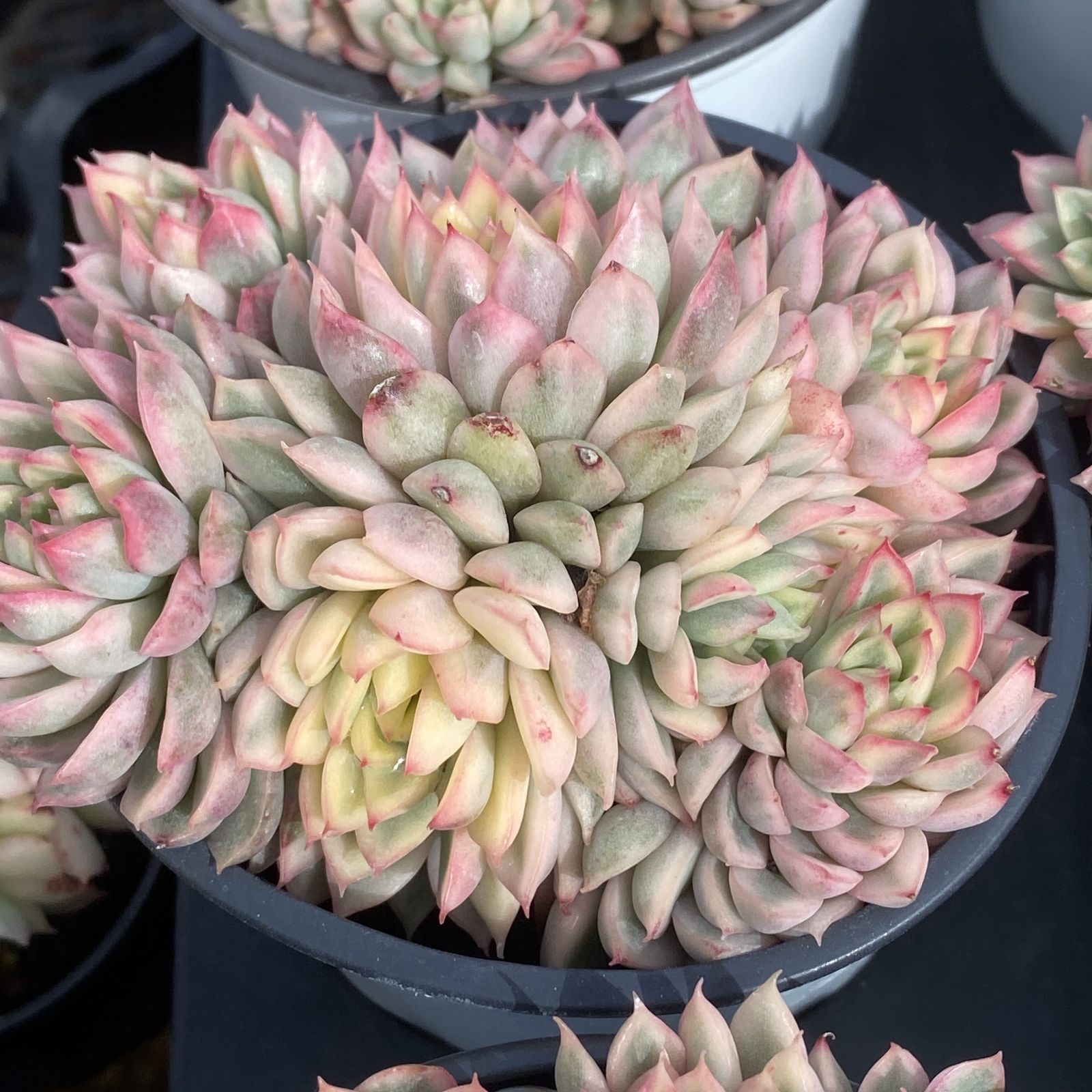 新入荷 10株の抜き苗セット メヒナニシキ 多肉植物 佐川急便発送