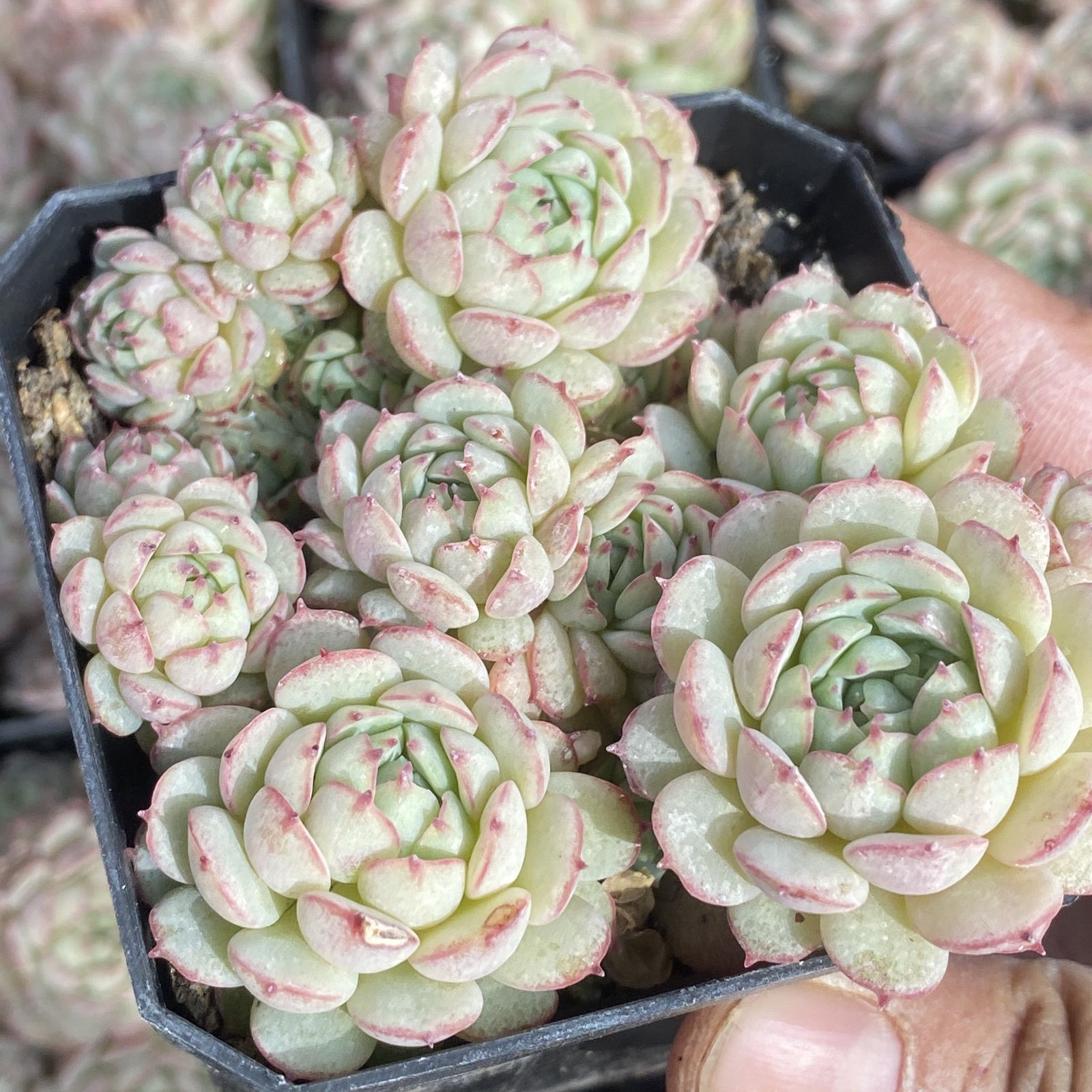 新入荷 10株の抜き苗セット ショウコウセン 多肉植物 佐川急便発送
