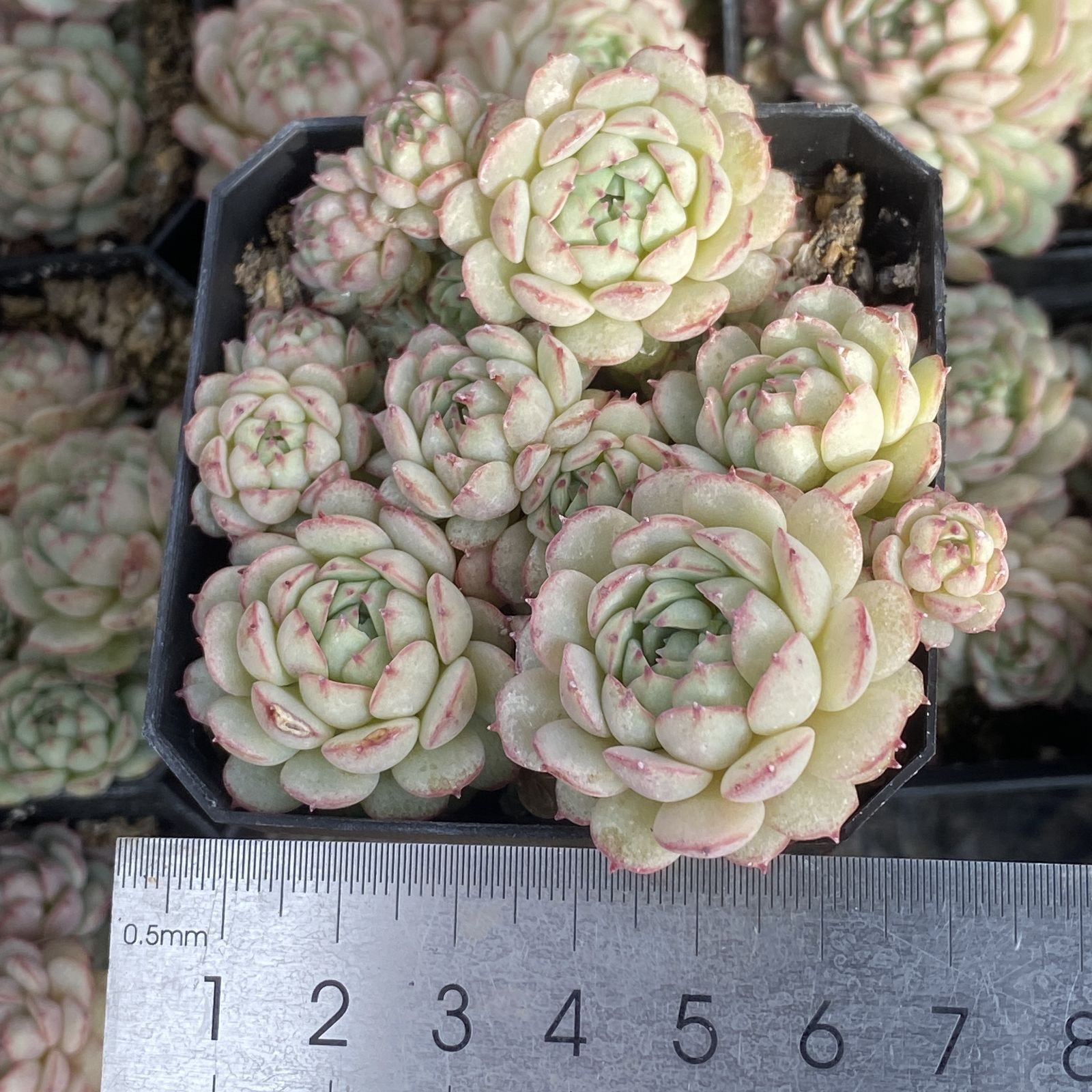 新入荷 10株の抜き苗セット ショウコウセン 多肉植物 佐川急便発送