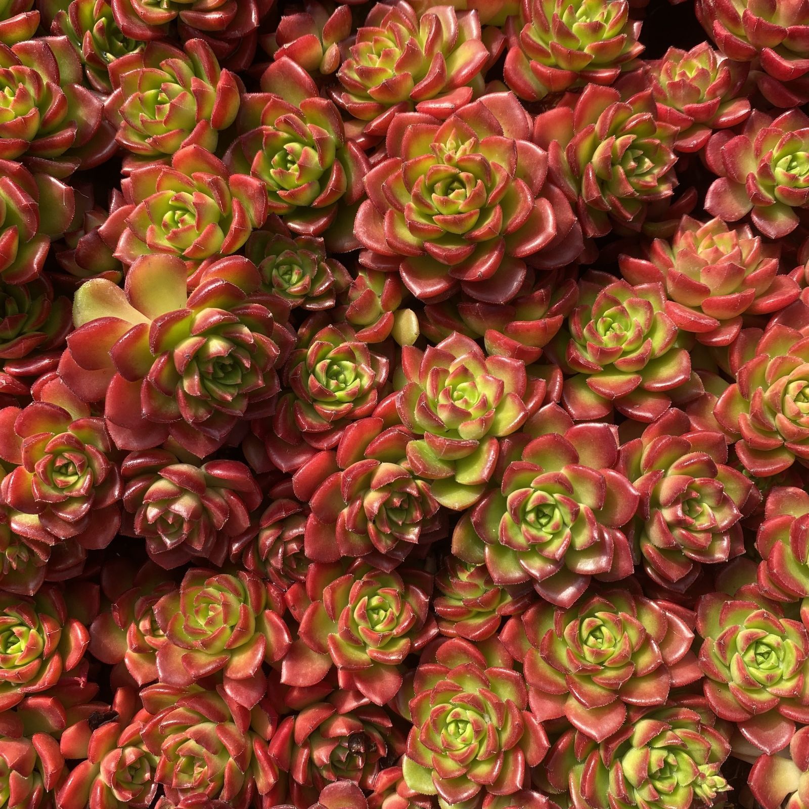 エケベリア 6種 ムチムチセット 抜き苗 多肉植物 エケベリア抜き苗 六センチ鉢 美株 韓国苗 多肉植物 - メルカリ エケベリア・セダム