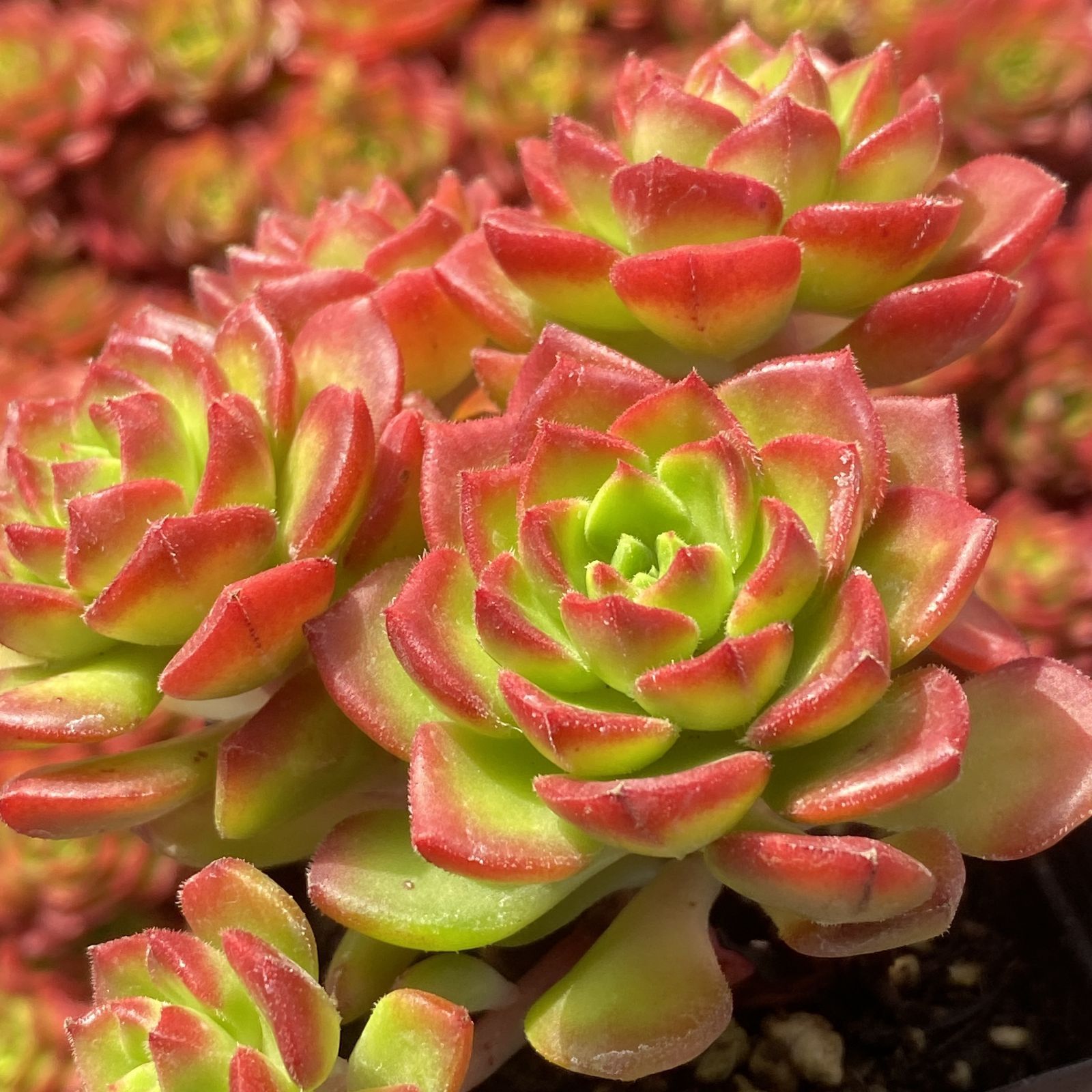 新入荷 10株の抜き苗セット ティア 多肉植物 佐川急便発送 エケベリア