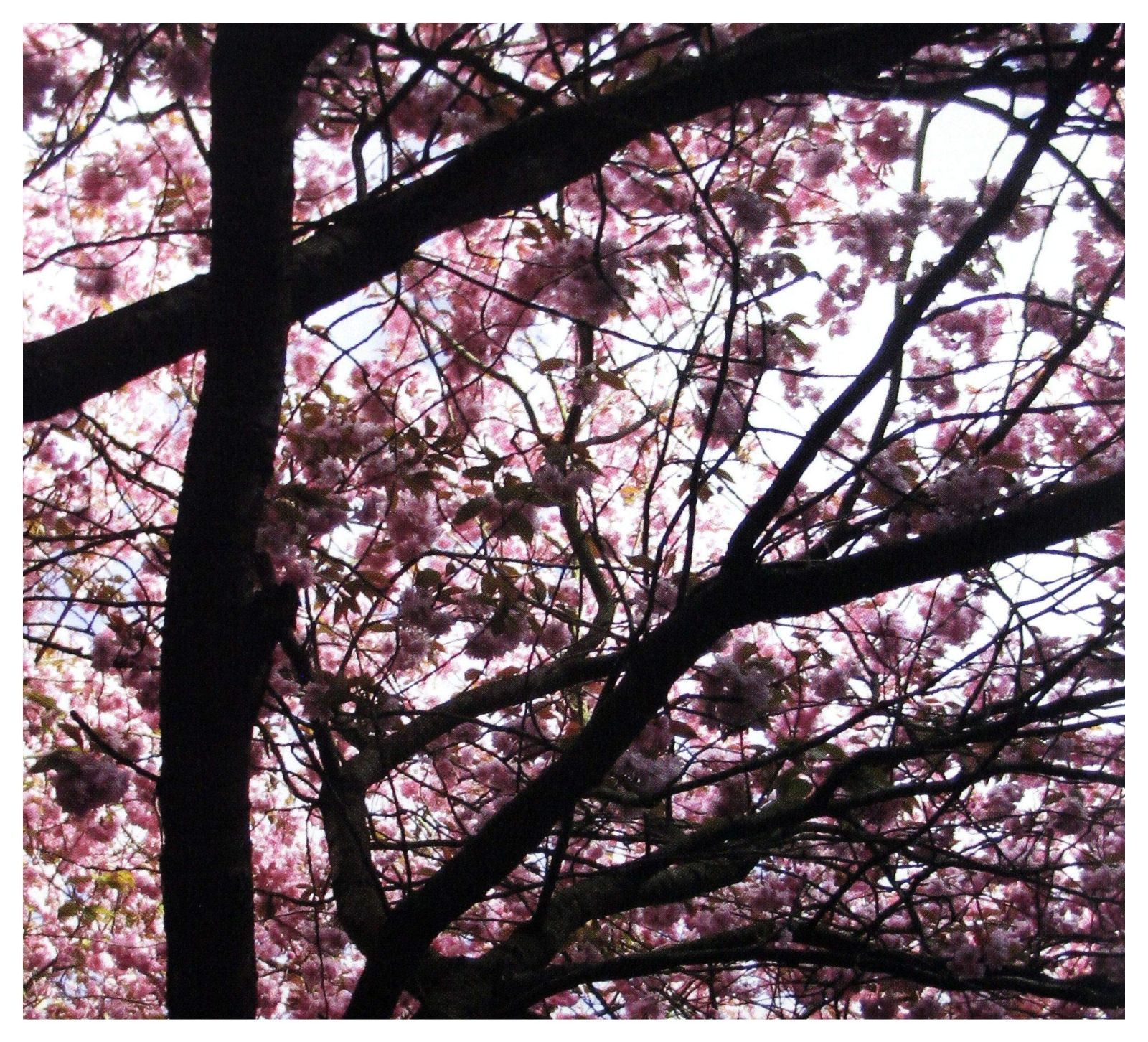 【CD】Hypnagogue (Dig)