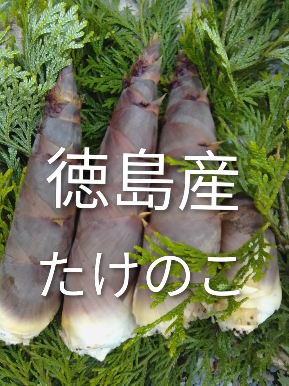 9kg】徳島県産 淡竹 はちく 筍 新鮮＊クール便 - メルカリ