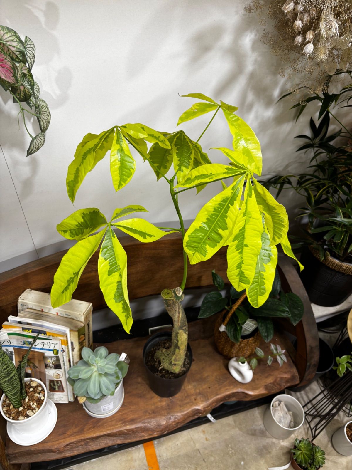 パキラ・ムーンライト　6号　斑入り　稀少　観葉植物　インテリア　グリーン　オシャレ　稀少　レア