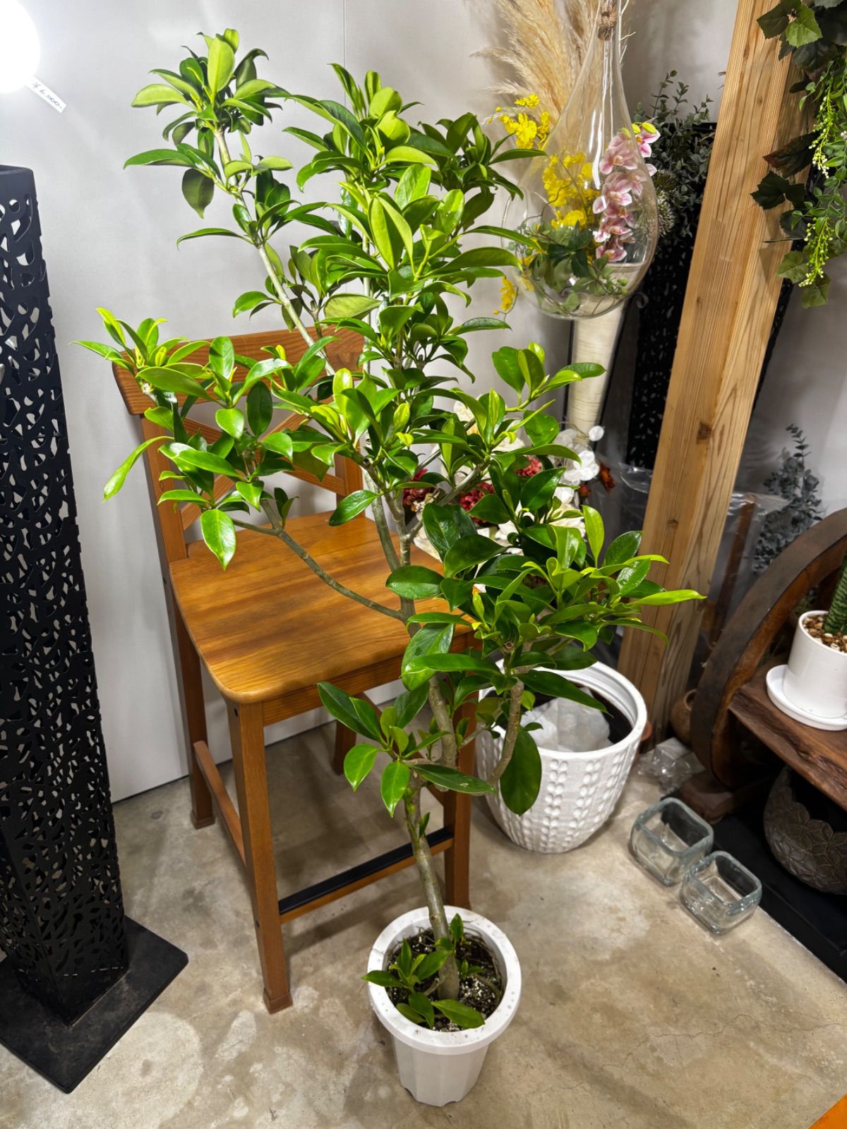 ファグラエア　７号　稀少　花木　芳香　夜　ゴムの木　観葉植物　インテリア　グリーン　屋内