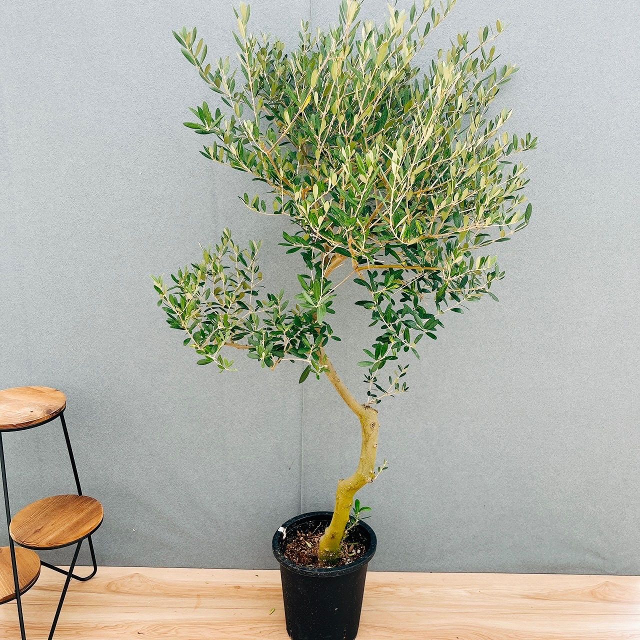 ［現品］13番　創樹　オリーブ　ネバディロブランコ　8号　観葉植物　大型　屋外　ベランダ オリーブの木　おしゃれ