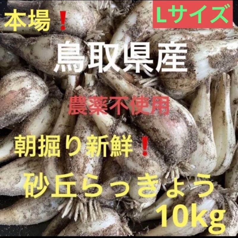 鳥取県産　砂丘　らっきょう　10kg M〜Lサイズ　農薬不使用 初物・農薬不使用】鳥取県産 砂丘らっきょう 10kg - メルカリ