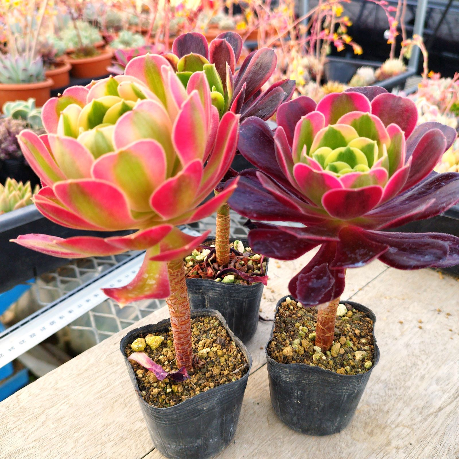 アエオニウム 大きめ♡抜き苗セット(メルカリ便) 多肉植物 アエオニウム 3種セット 抜き苗 - メルカリ