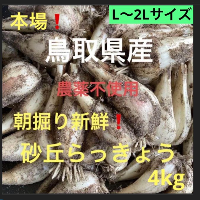 初物❗️鳥取県産 砂丘らっきょう