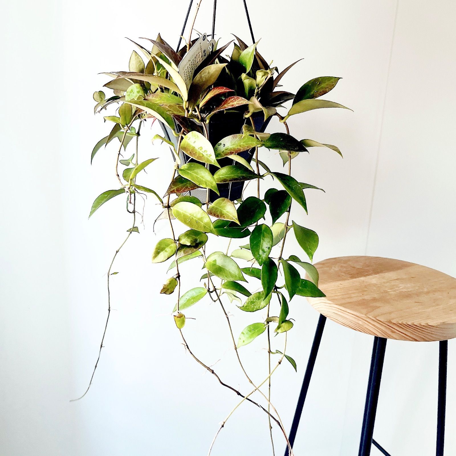 人気商品》ホヤ サンライズ 観葉植物 吊り下げ calm cafe - メルカリ
