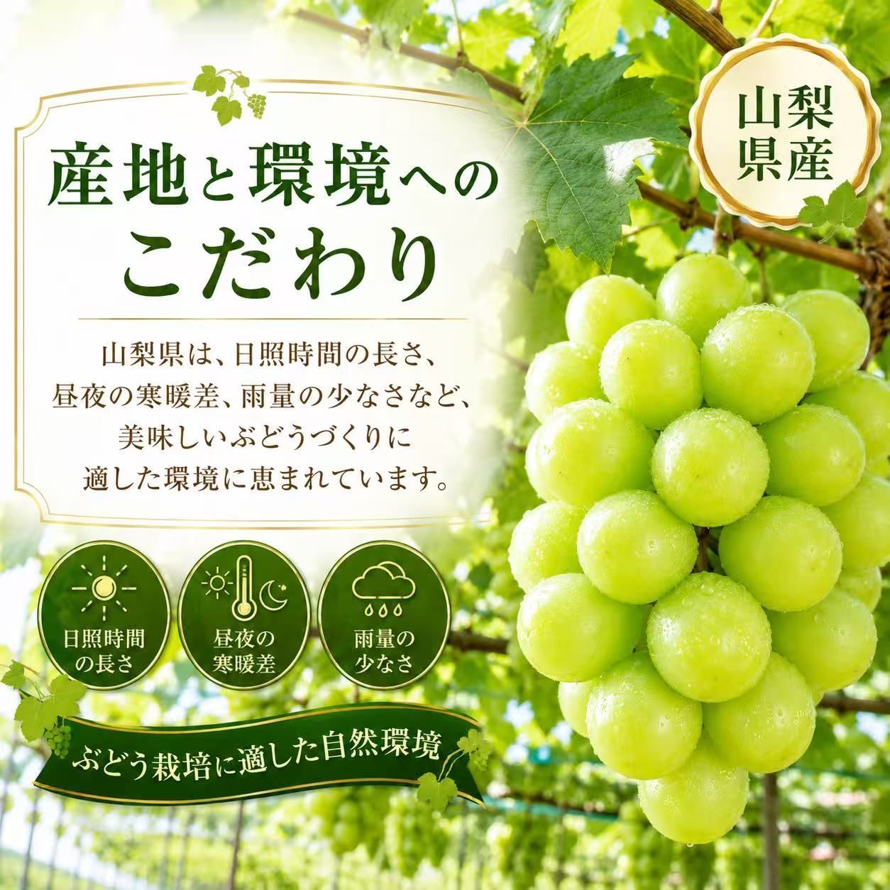 山梨産 シャインマスカット 3kg 送料無料 - メルカリ