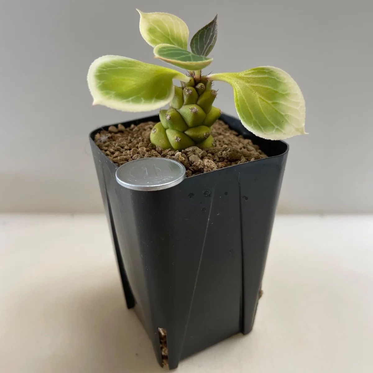 多肉植物 ユーフォルビア リチェイ錦① 抜き苗 根付き - メルカリ