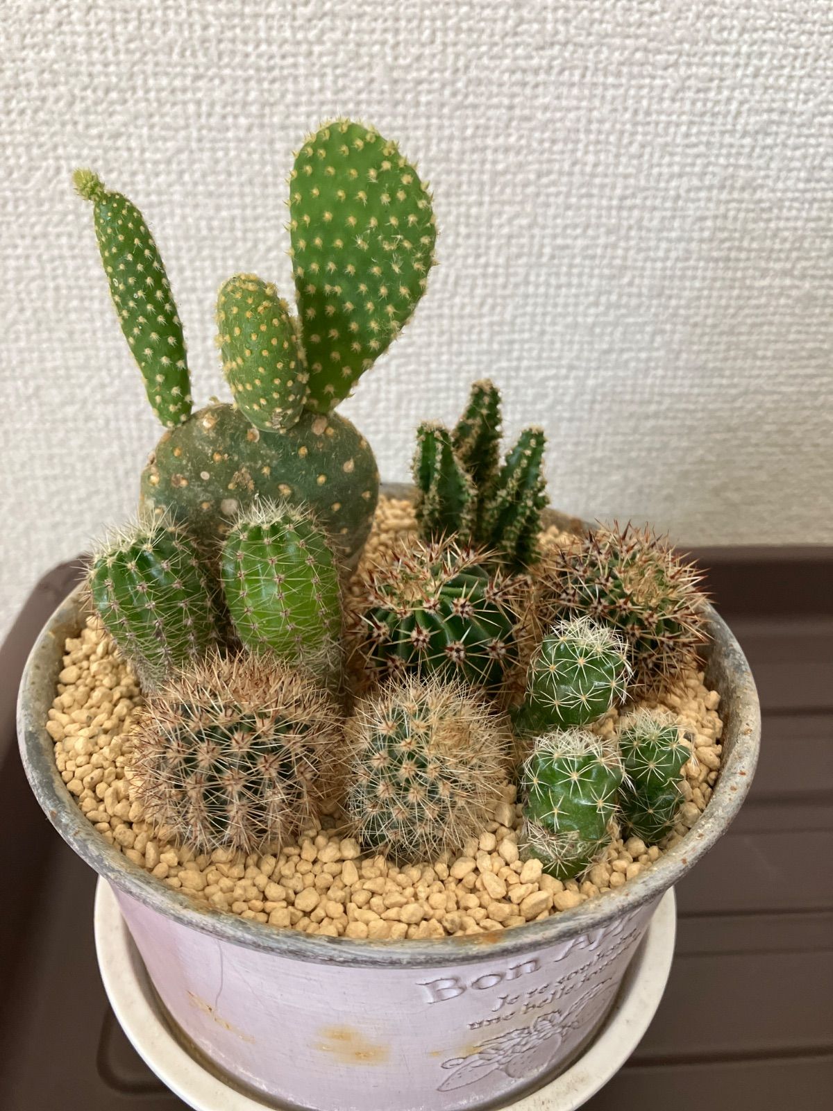 ミニサボテン 寄せ植え ② - メルカリ