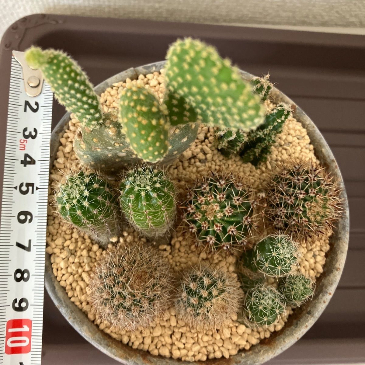 ミニサボテン 寄せ植え ② - メルカリ