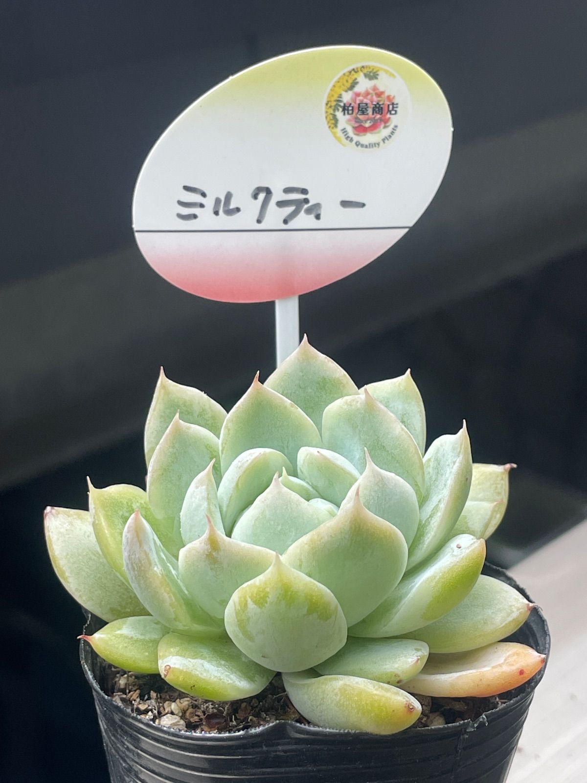 多肉植物柏屋商店苗♡ミルクティー❤︎抜き苗(根付き) - メルカリ