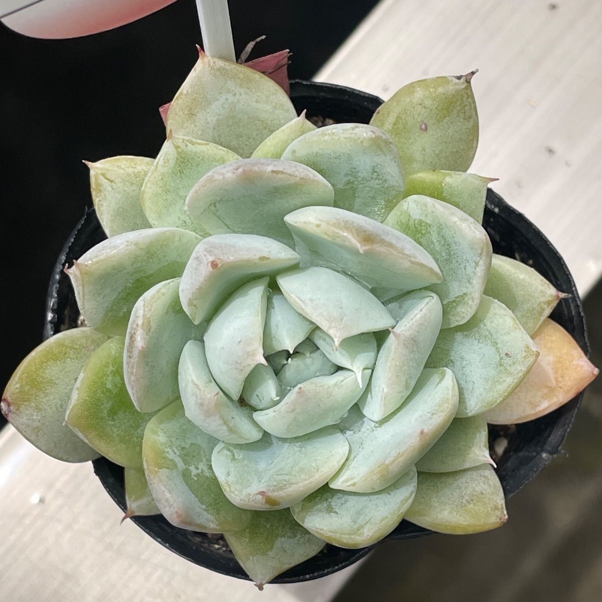 Top【選抜株】多肉植物　362078ミルクティー　20個　鉢無し/脱土 多肉植物柏屋商店苗♡ミルクティー❤︎抜き苗(根付き) - メルカリ