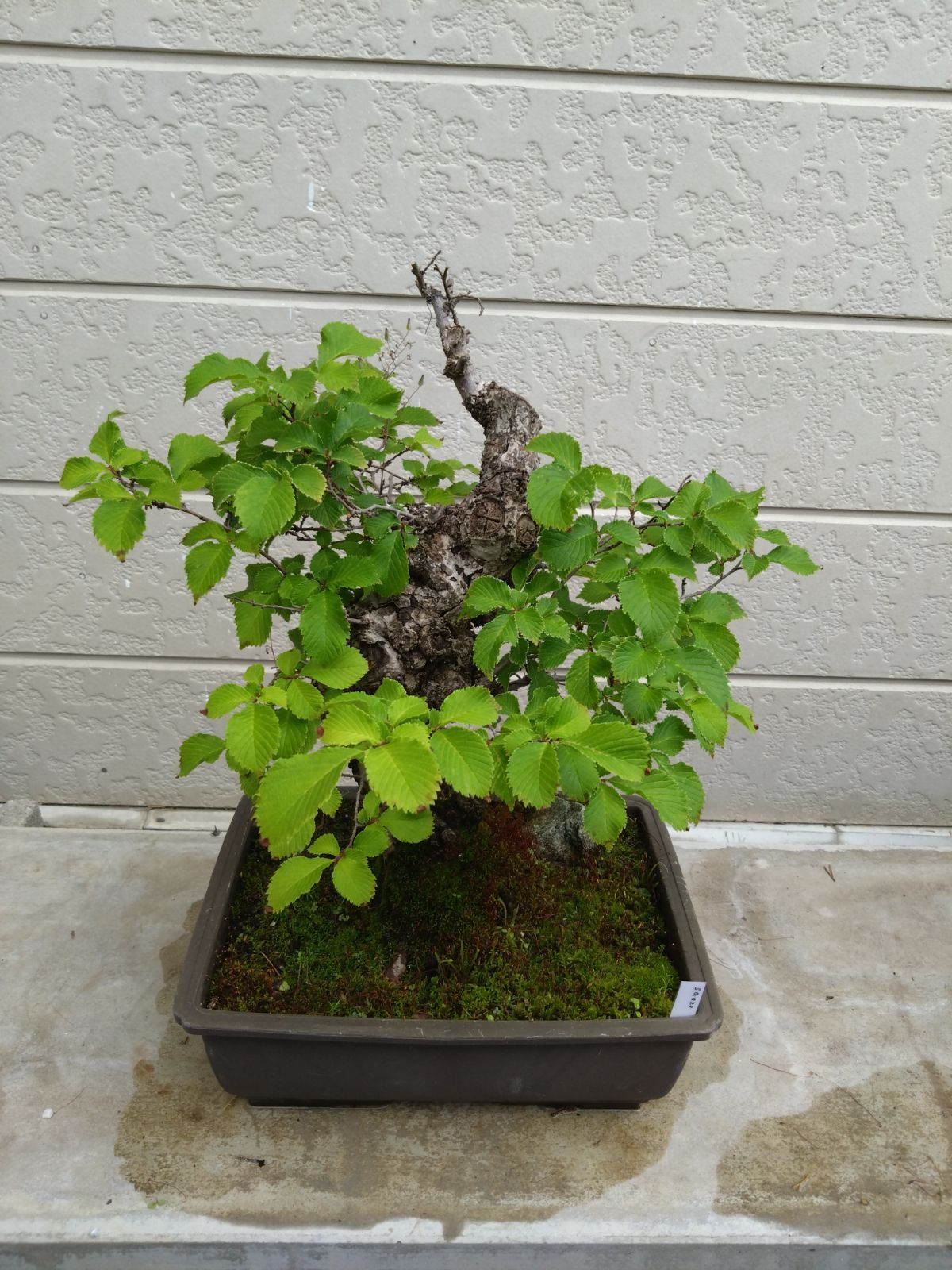 ケヤキ 盆栽 古木風 樹高約45cm 欅 小品盆栽 苔付き 樹形美 SG022