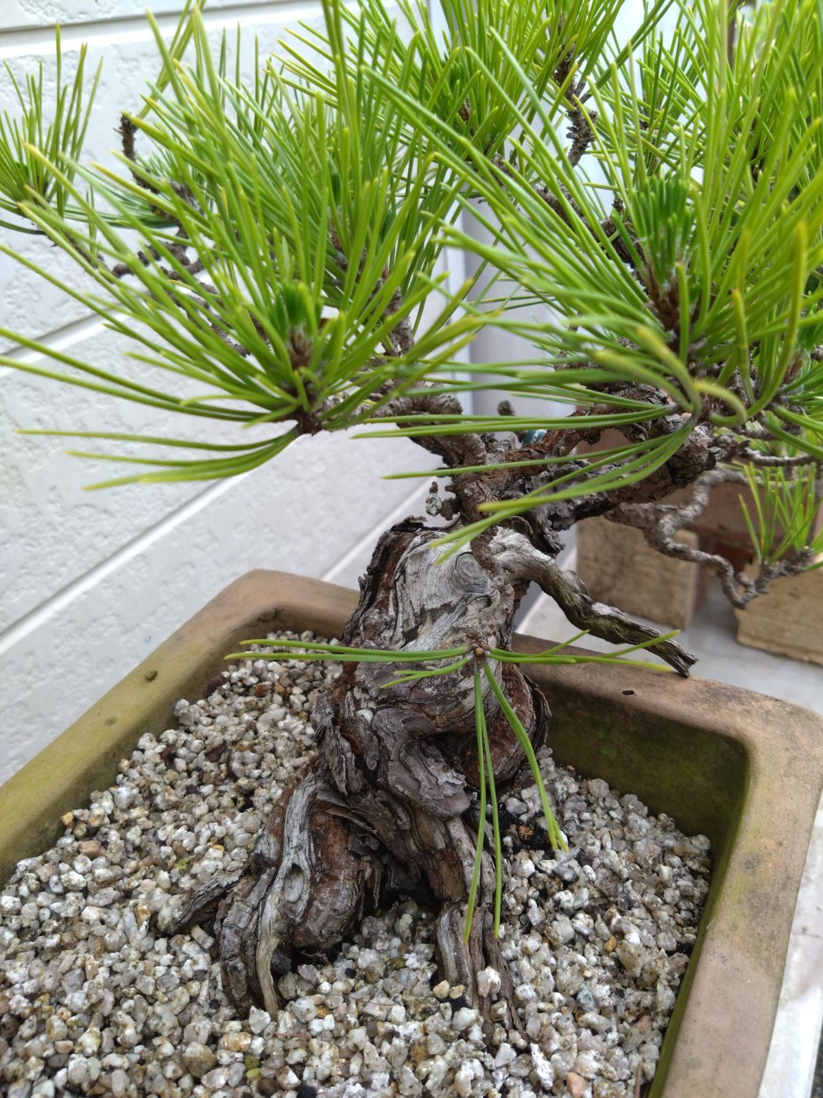 懸崖 松 黒松 懸崖 半懸崖 黒松盆栽 松 盆栽 松盆栽 松柏 ミニ盆栽 園芸