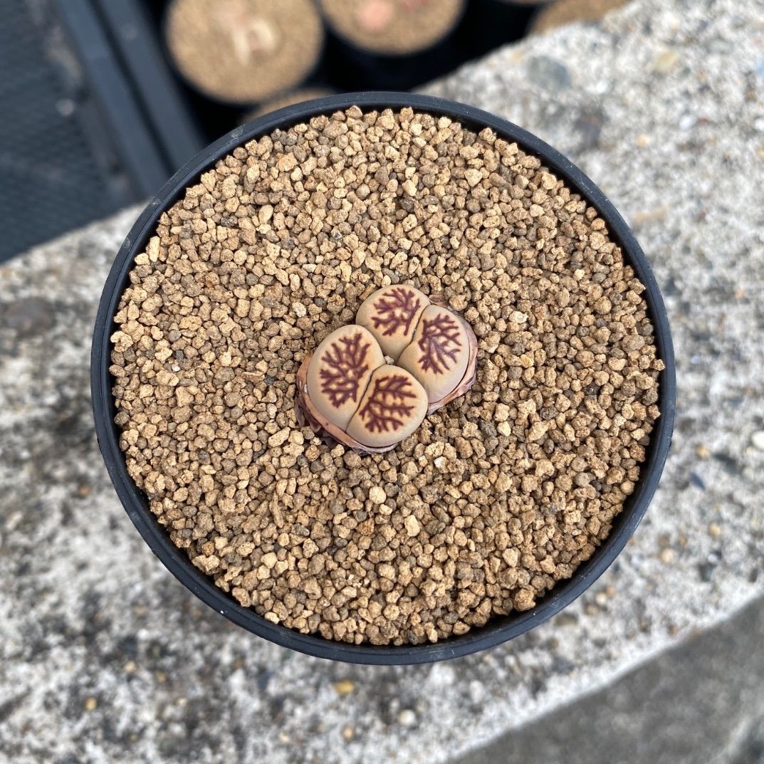 多肉植物 リトープス 菊章玉 抜き苗 - メルカリ