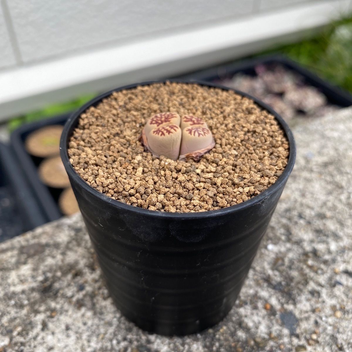多肉植物 リトープス 菊章玉 抜き苗 - メルカリ