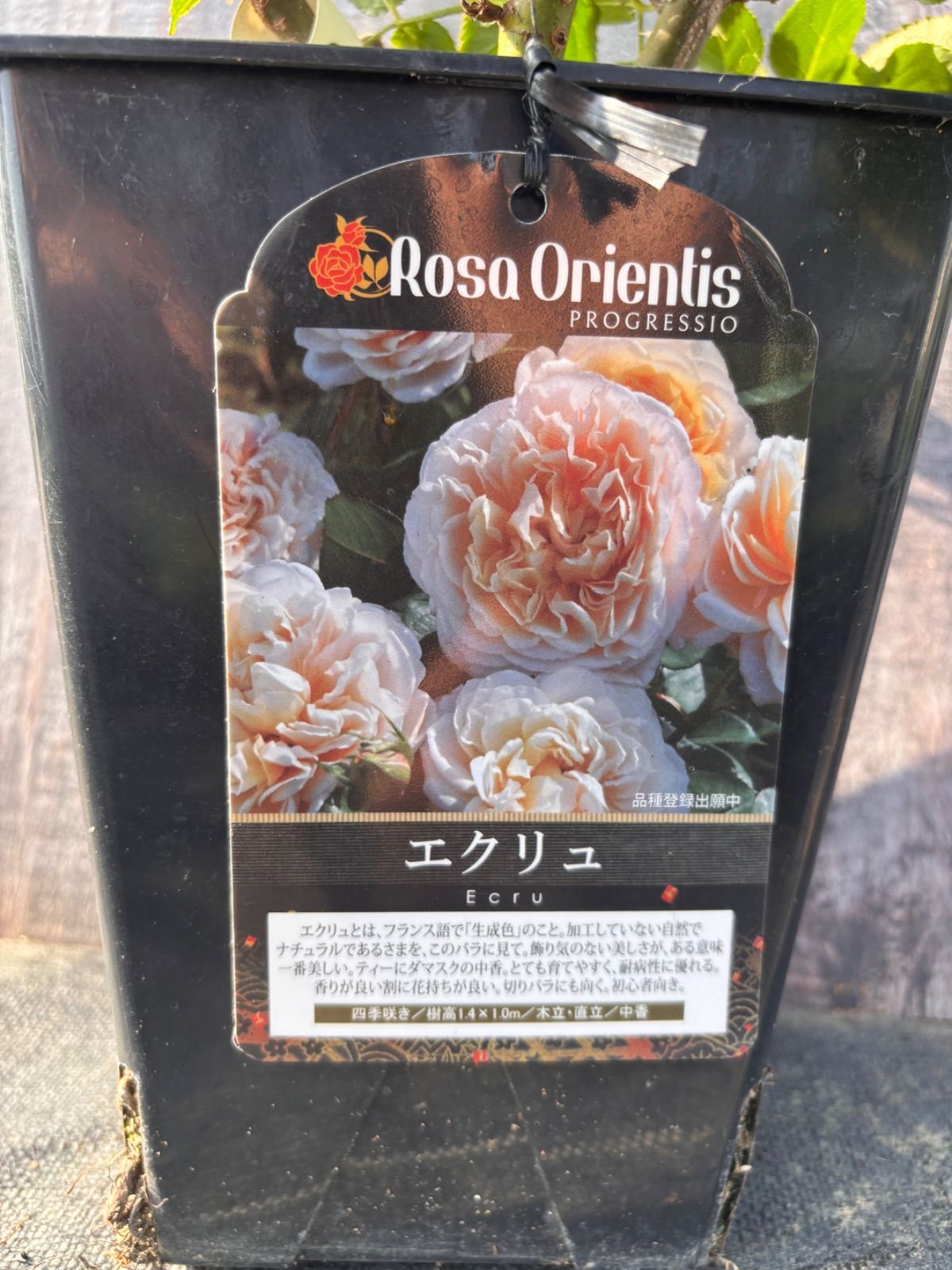 エクリュ　接木大苗　6号鉢