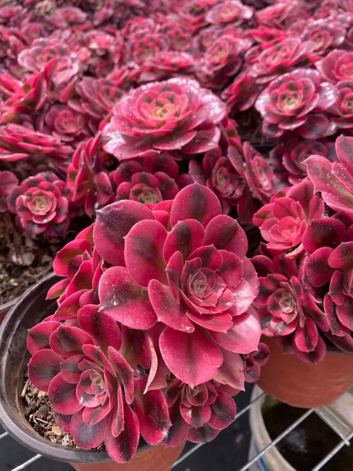 31#多肉植物アエオニウム錦❤️ サンデルシ— ❤️ 20頭15cm 拔き苗 新入荷 ピンニュージャ×12株 P1376抜き苗 多肉植物 詰め合わせ