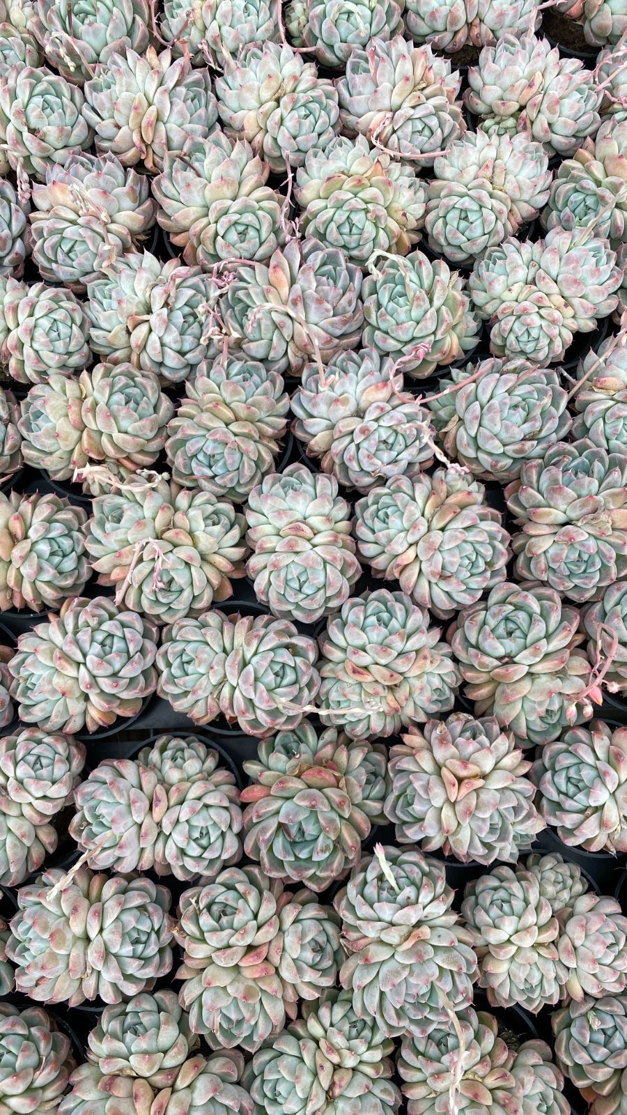 新入荷 ジョムレイ×54株 P1267抜き苗 多肉植物　詰め合わせ アエオニウム エケベリア サボテン 韓国苗