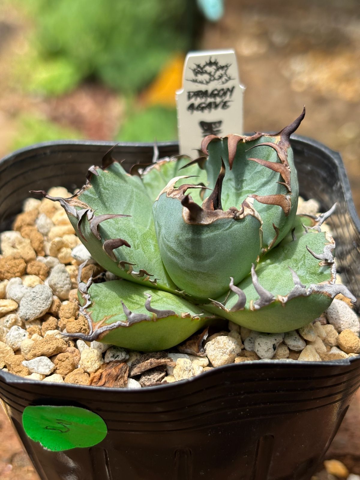 【DRAGON AGAVE産】AGAVE TITANOTA 火鳳凰 OC株 アガベ チタノタ '火鳳凰'｜台湾《Dragon Agave産》、子株1点、③
