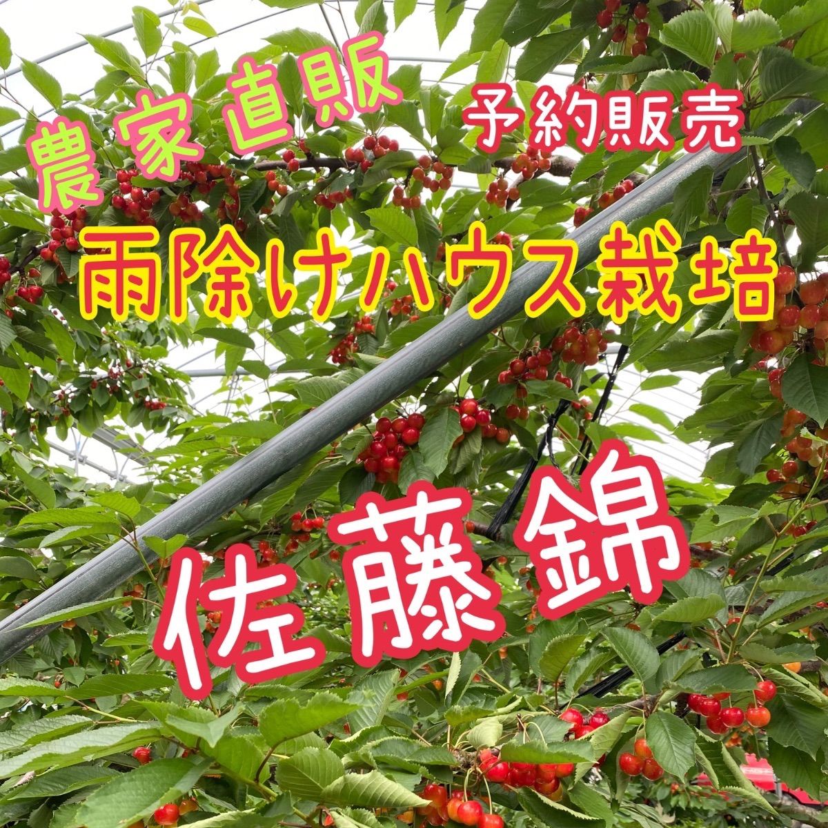 さくらんぼ様　北海道産　さくらんぼ　　佐藤錦Lサイズ　6キロ
