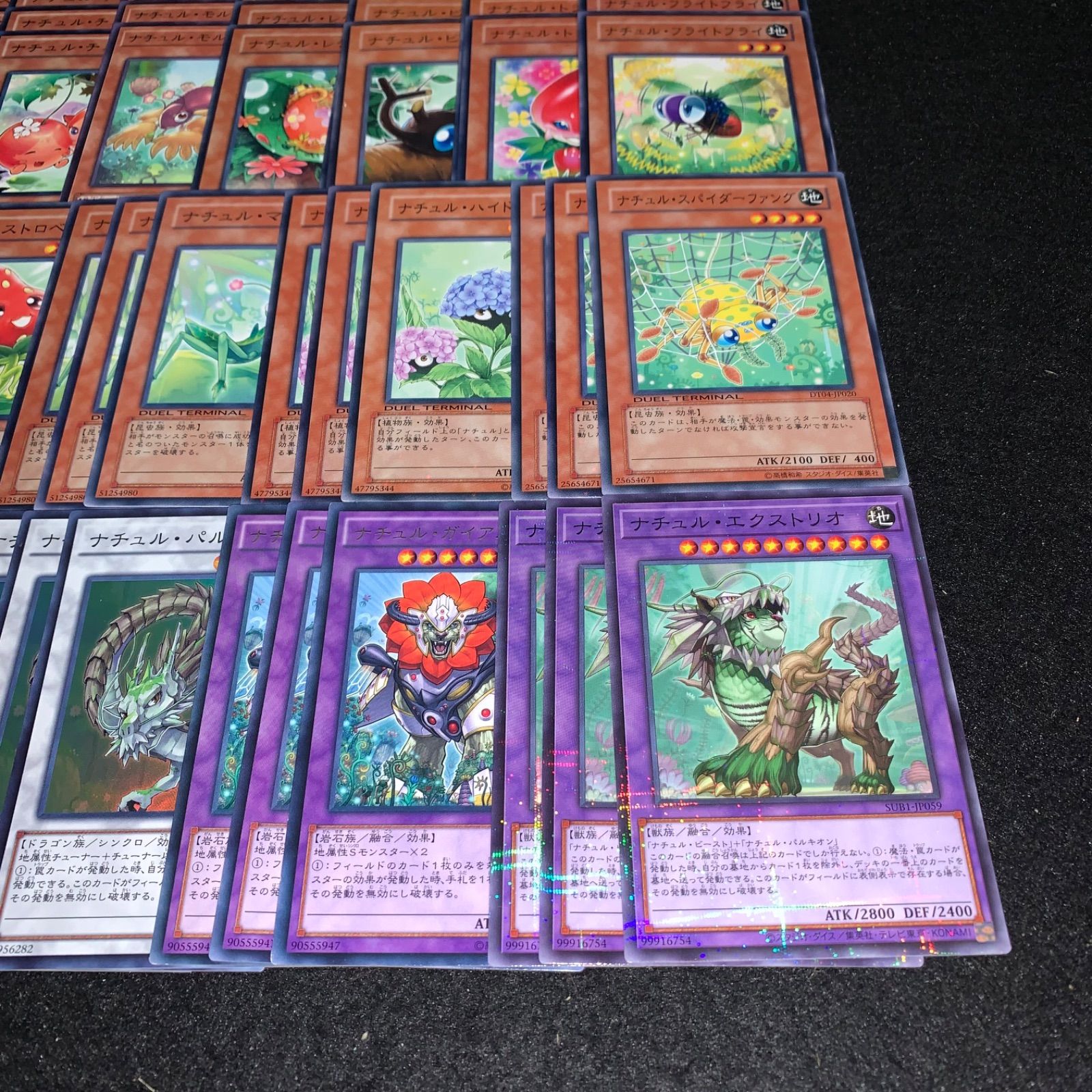 遊戯王 KYP816 ナチュルデッキ DT ターミナル ナチュルエクストリオ