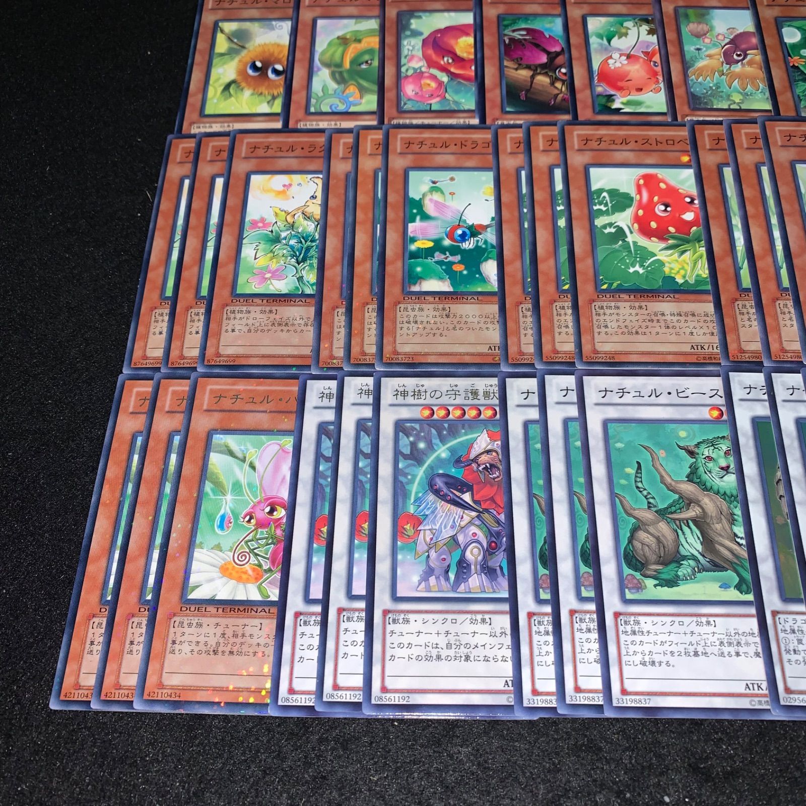 遊戯王 KYP816 ナチュルデッキ DT ターミナル ナチュルエクストリオ