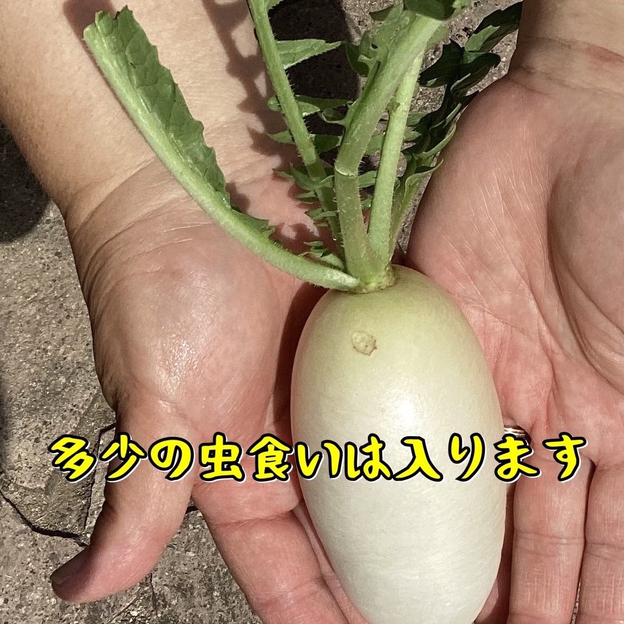 岡山県産 辛味大根 1kg 無肥料 ミニサイズ - メルカリ