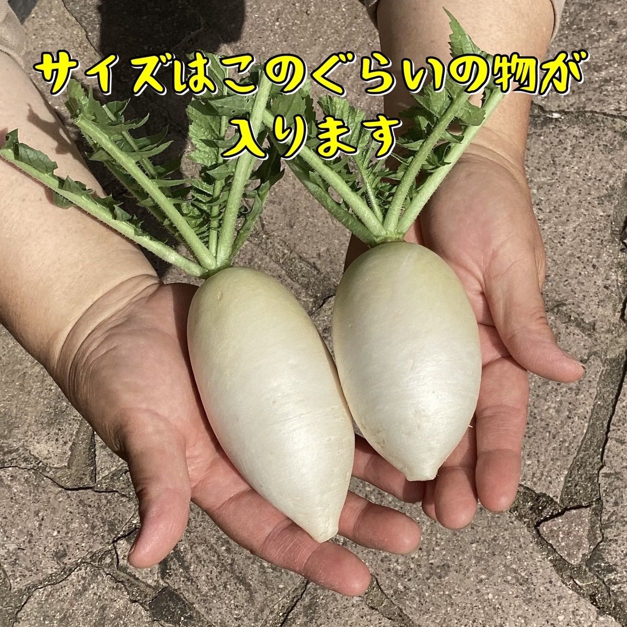 新春特価　立垣為良　岡山県産　農薬不使用　無肥料　ねずみ大根50本辛味大根 岡山県産 辛味大根 1kg 無肥料 ミニサイズ - メルカリ