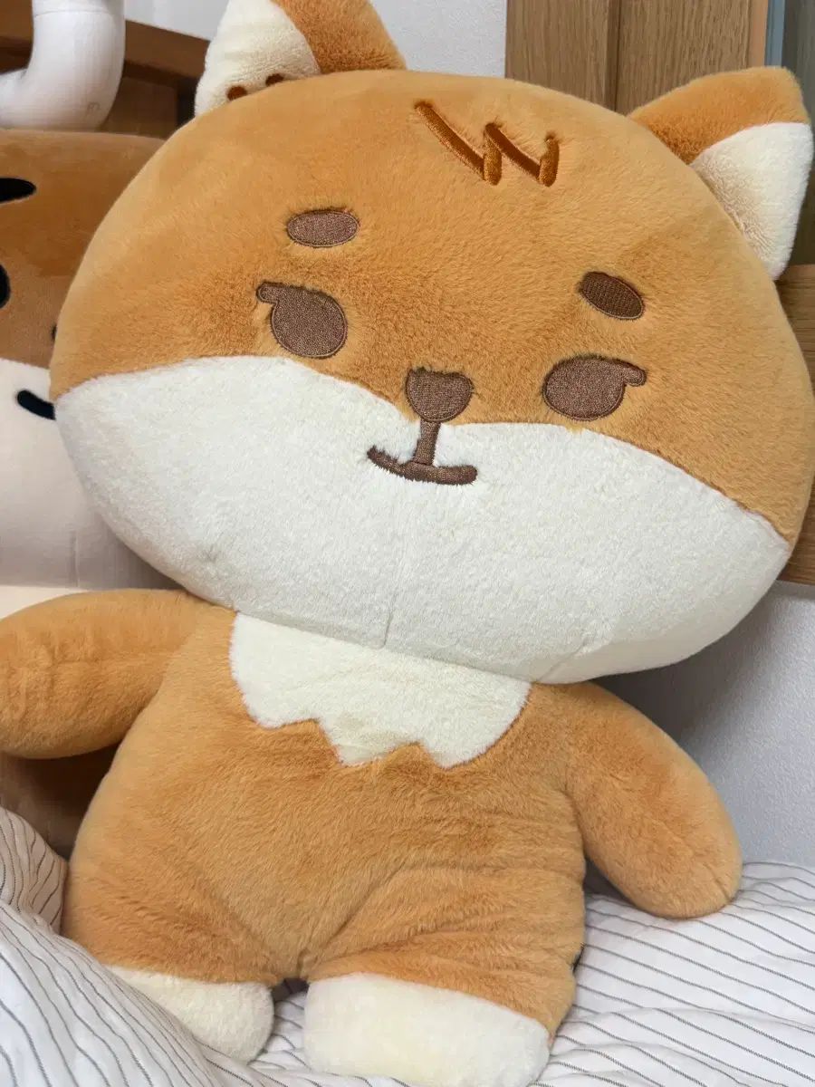DAY6（デイシックス） ジャマル ケケ 出品
