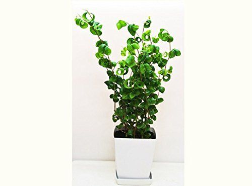 プレゼント 植物 キュートなクルクルのカール葉 フィカス ベンジャミナ バロック 4号 ベンジャミン PLANQUOR/ cbe28c8a