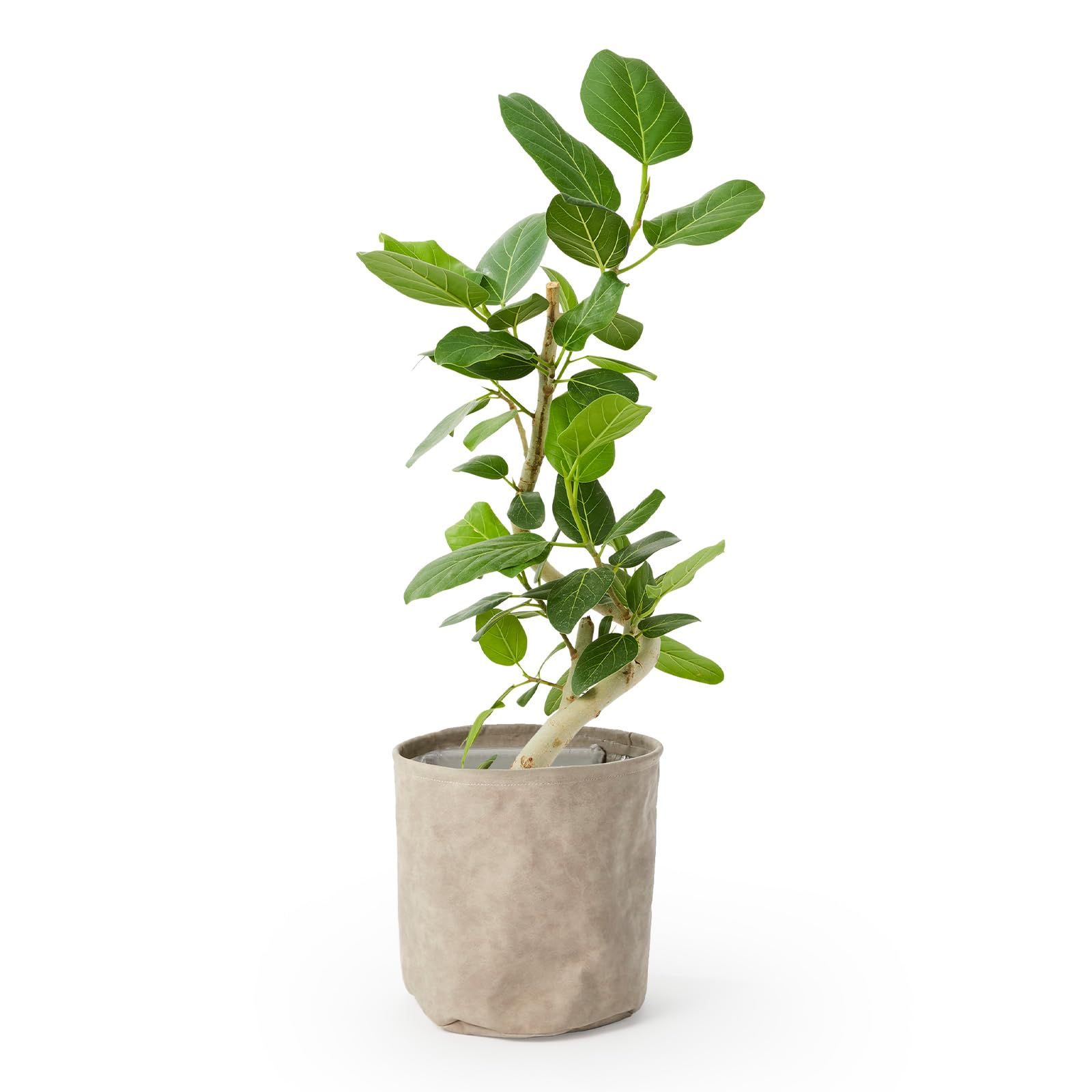 bloomee(ブルーミー) フィカス ベンガレンシス 観葉植物 (6号 レザー調カバー 鉢カバー 付) 本物 室内 オフィス 大型 (お手入れ簡単 初心者) 風水 インテリア おしゃれ (ギフト プレゼント 自分用) 父の日ｍａ
