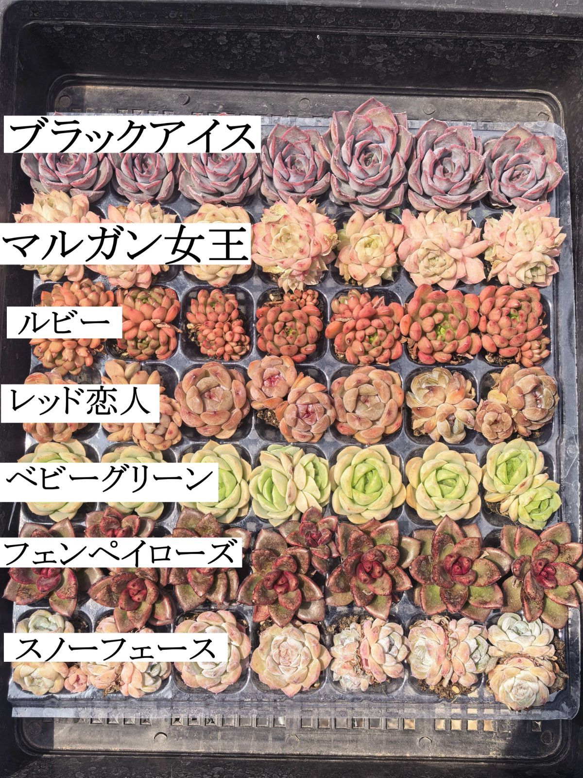 セール中 鮮やかな49苗セット 土と根付き 多肉植物 エケベリア セダム