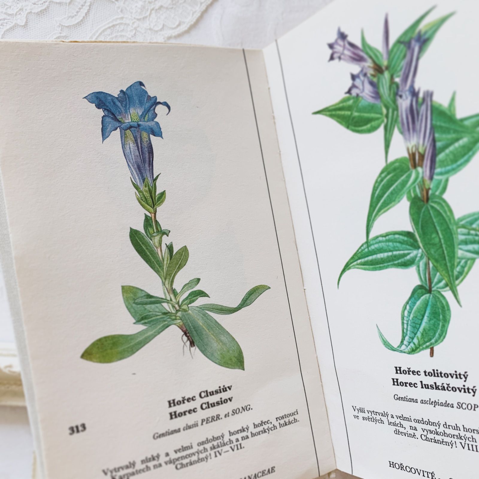 チェコ印刷ビンテージ植物図鑑 - 私たちの花-Naše květinyボタニカル