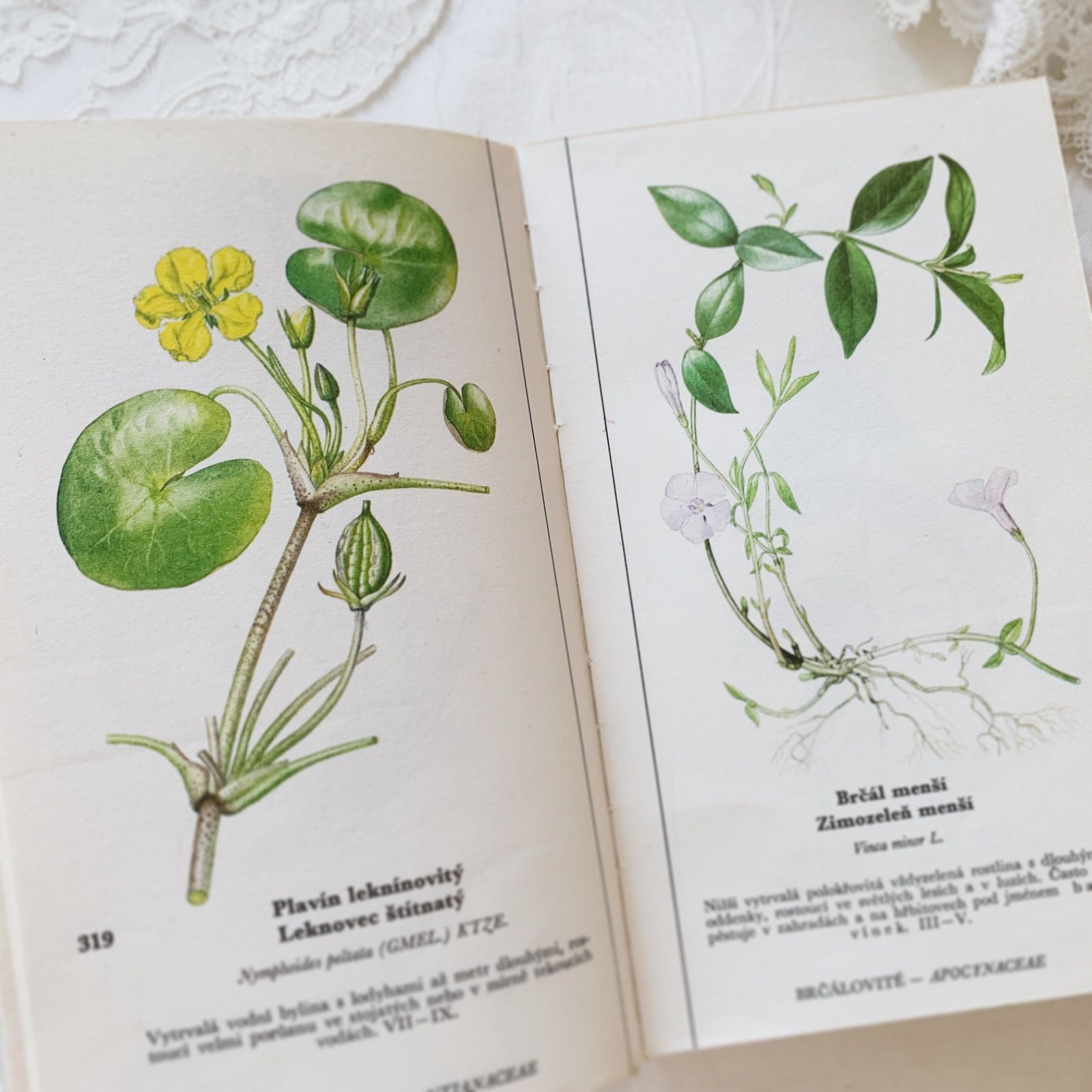 チェコ印刷ビンテージ植物図鑑 - 私たちの花-Naše květinyボタニカル