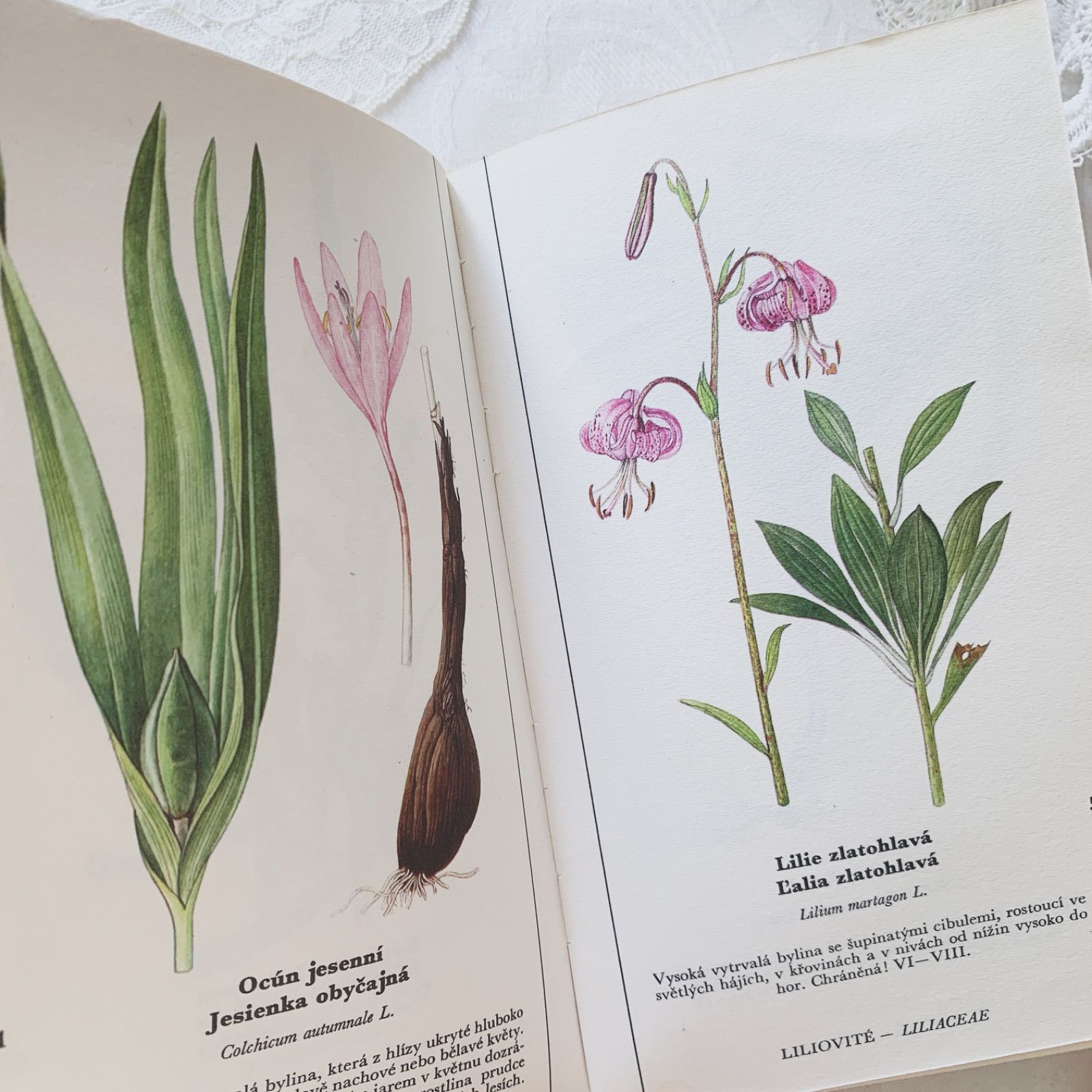 チェコ印刷ビンテージ植物図鑑 - 私たちの花-Naše květinyボタニカル